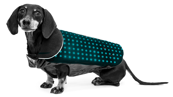 Video-Preview-Wearables